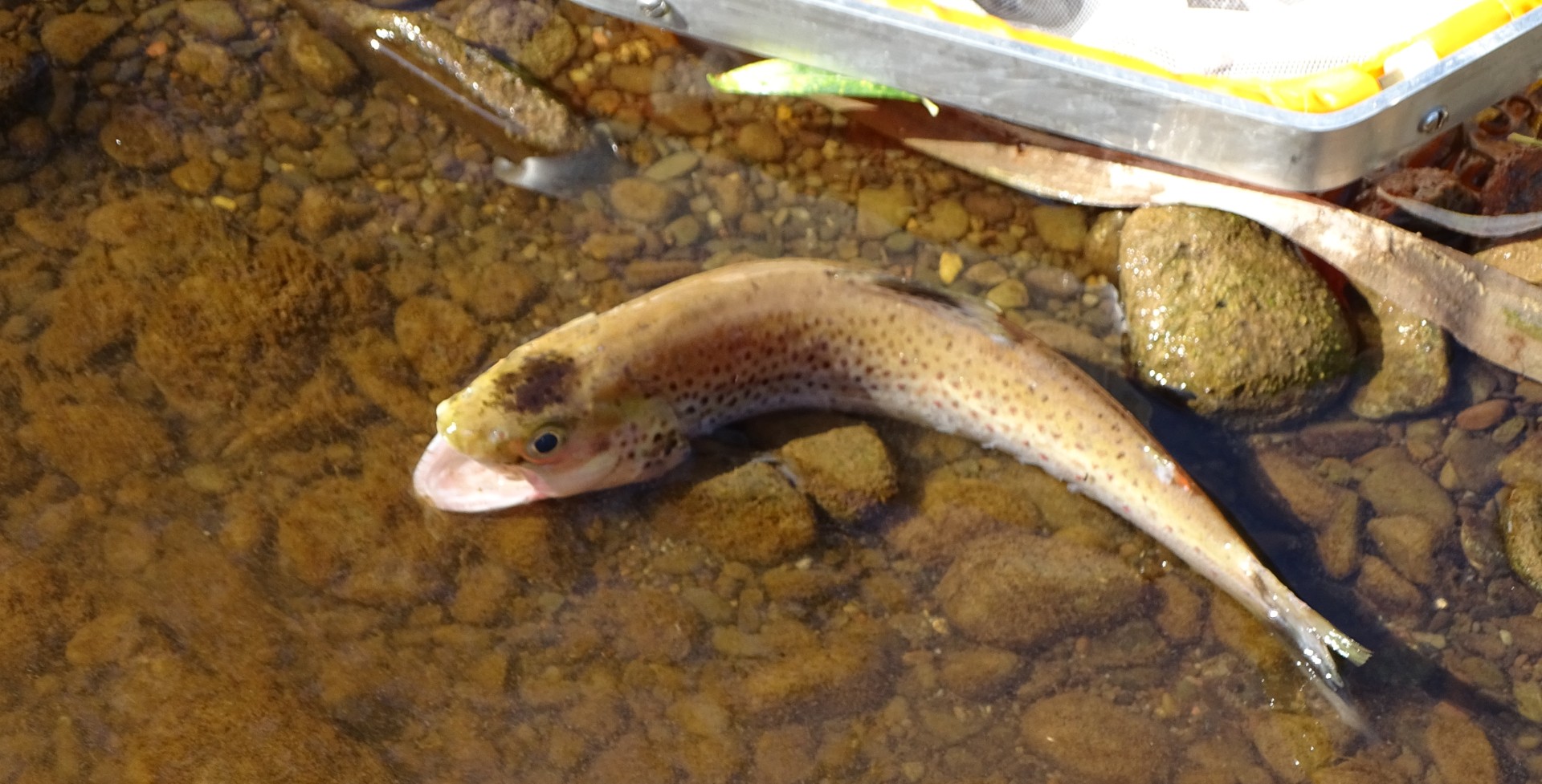 Afon Llynfi fish kill
