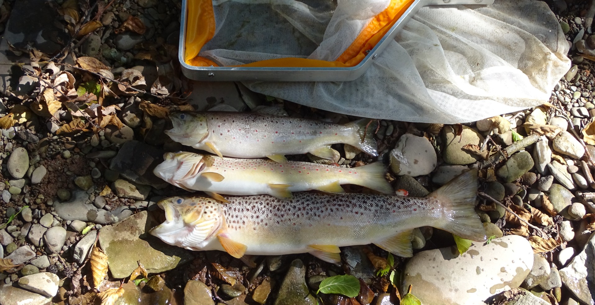 Afon Llynfi fish kill